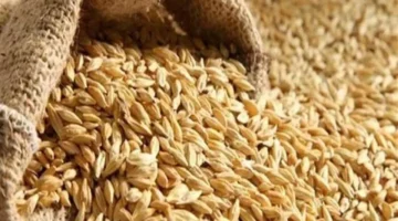 أسعار الأرز الشعير الحبة العريضة والرفيعة في السوق الخميس